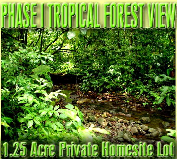 PhaseITropicalForestView.jpg