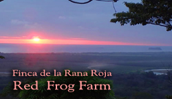250.redfrog1.jpg